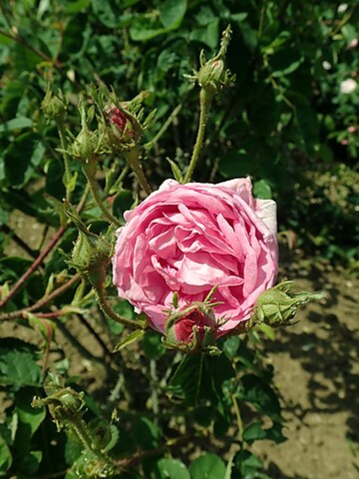 Die Centifolia-Rose in voller Blüte