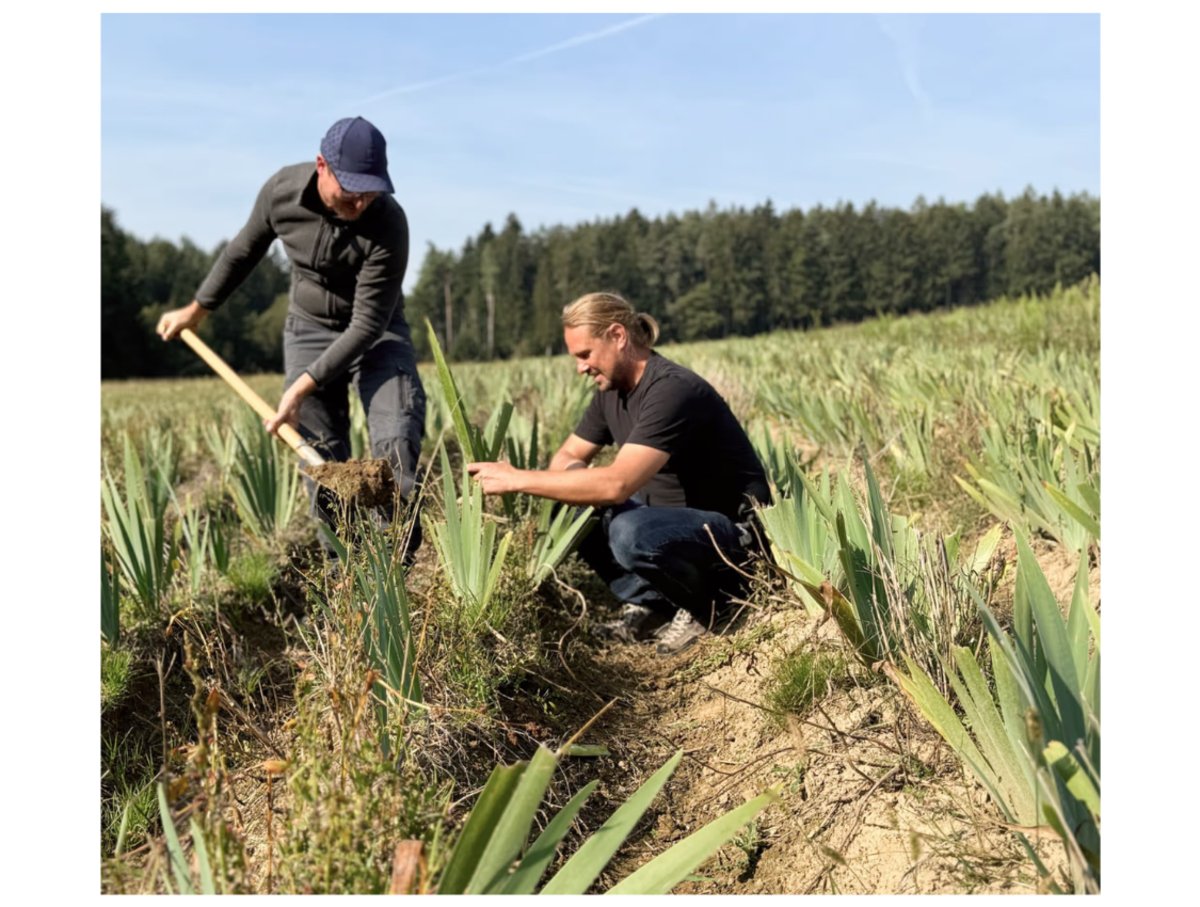 Handarbeit und Geduld: Der Anbau der Iris in Bayern