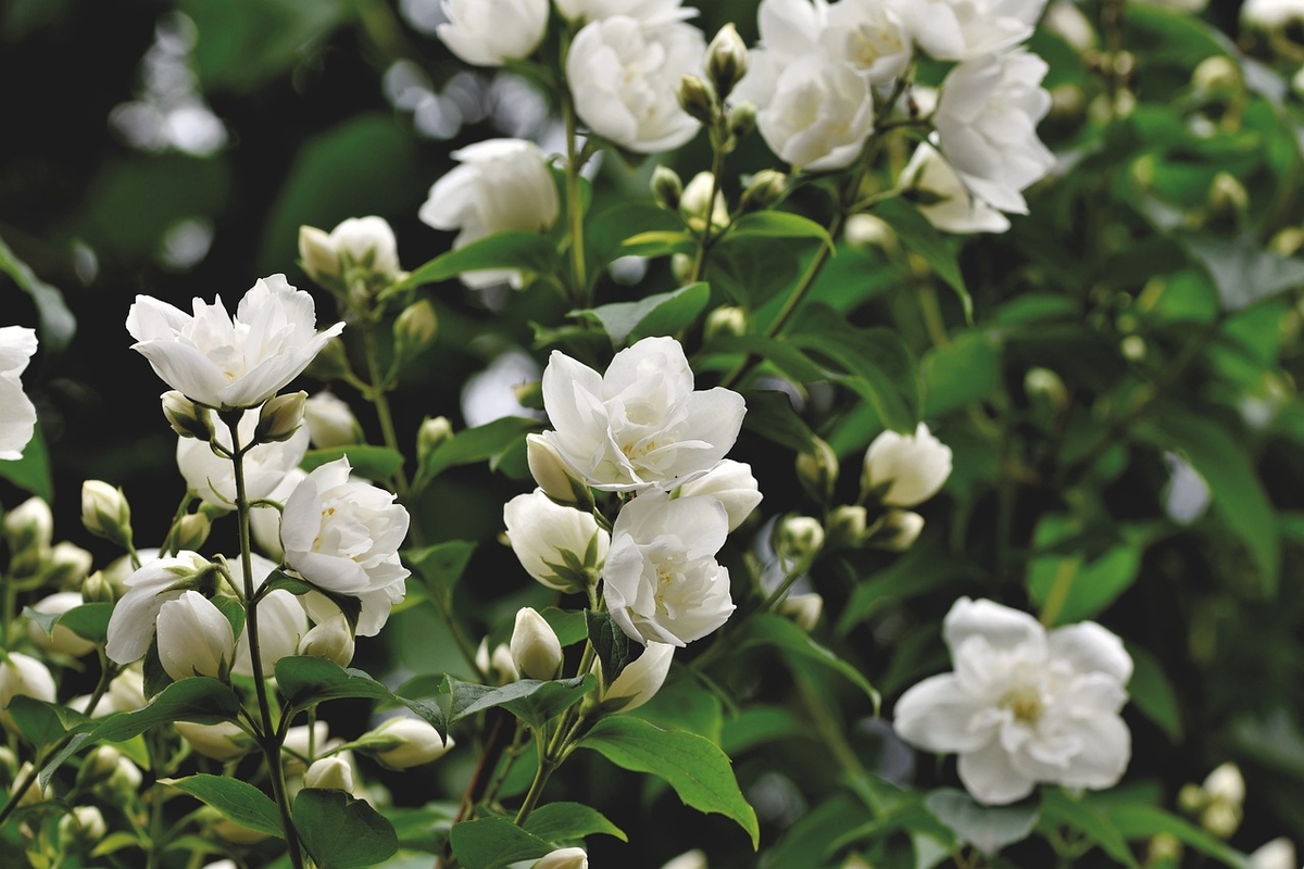 Jasmine flowers from Grasse are a valuable ingredient in many luxury perfumes
