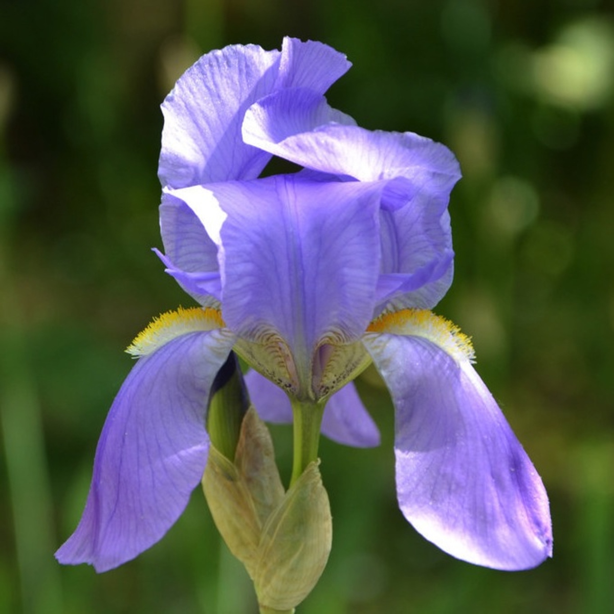 Die kostbare Iris Pallida - das blaue Gold von Grasse